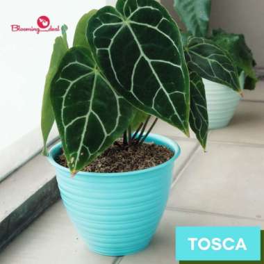 Calista Pot Bunga - 24Cm Flower Pot OENTOENG 24 CALISTA - POT HIAS / TANAMAN - GREE Blue Tosca