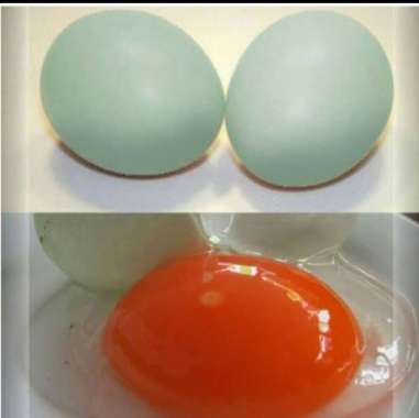 telor bebek mentah omega