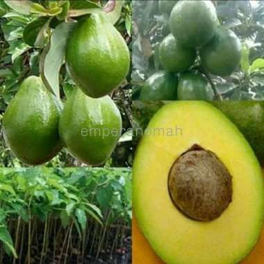 Bibit Tanaman Buah Alpukat Miki Bibit Tanaman Super