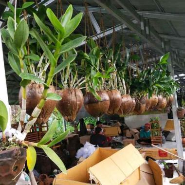 pot sabut kelapa pot serabut kelapa gantung pot kulit kelapa pot anggrek
