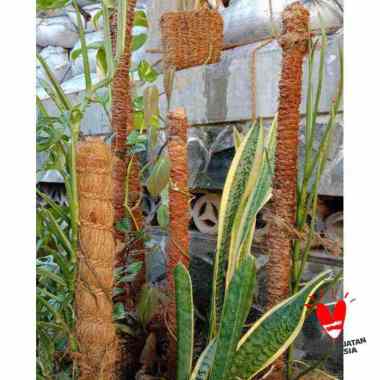 turus paralon tinggi 1 meter rambatan penyangga tanaman menjalar turus sabut kelapa turus rambatan s