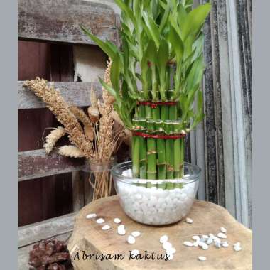 Bambu Hoki Seikat Lucky Bamboo Hoky Cina China untuk Souvenir Hidrogel Hidrogel Batu Coral Italy Pan
