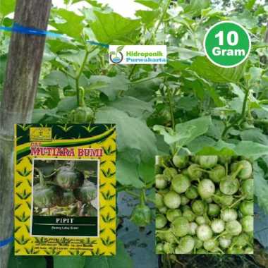 BENIH TERONG LALAP PIPIT ISI 10 GRAM CAP MUTIARA BUMI