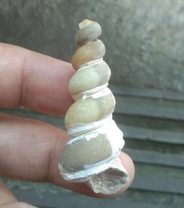 Mustika Fosil Keong Batu Jadi Akik Motif Bentuk Unik Antik