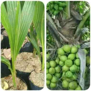 TERLARIS Bibit tanaman kelapa kelapa hibrida