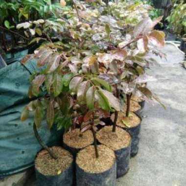 Paket bibit 3 kelengkeng boleh request