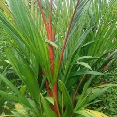 Palem Merah atau pinang merah Tunas Bibit Purworejo