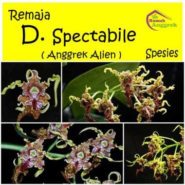 Anggrek Dendrobium Spectabile Remaja dendro alien galaxy spectabil spektabil raja keriting melintir 