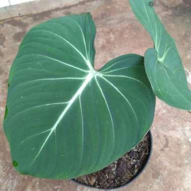 tanaman hias indoor philodendron gloriosum gloryosum