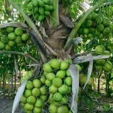bibit tanaman kelapa genjah entok