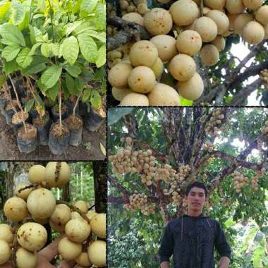 Azzahra berkah bibitku Duku Palembang Bibit Tanaman Indonesia