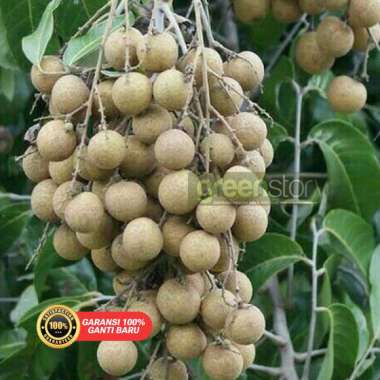 bibit kelengkeng aroma durian