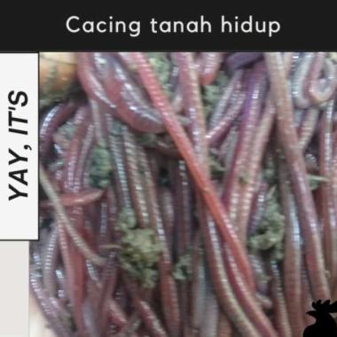 OEM Cacing tanah anc hidup 1000gr Terlaris