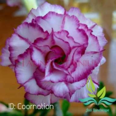Bibit Bunga Kamboja Adenium Coornation --