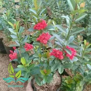 PROMO Tanaman bunga asoka india pohon soka india bunga merah --