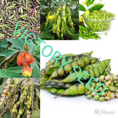 VICTORY SEED 2 biji benih bibit seed seeds pigeon pea cajanus cajan kacang gude kayo kayu bali hiris