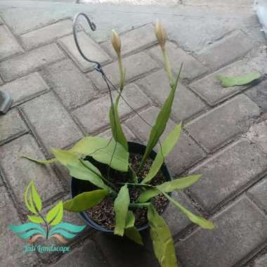 wijaya kusuma berbunga --