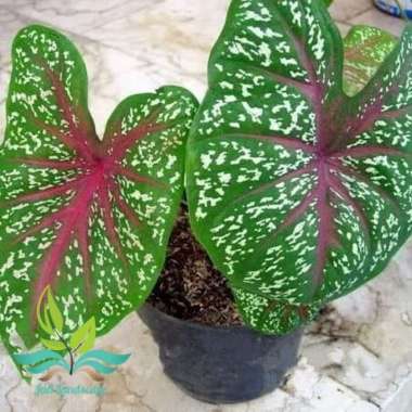 tanaman hias keladi redstar-caladium --