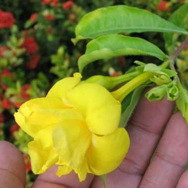 Allamanda Williamsii