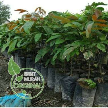 paket 3 bibit buah matoa super