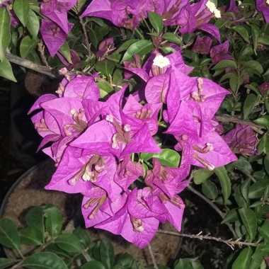 Tanaman Bougenville Ungu