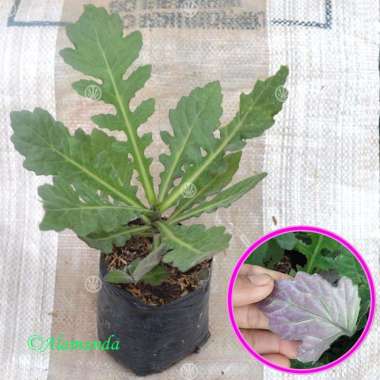 Tanaman Daun Dewa