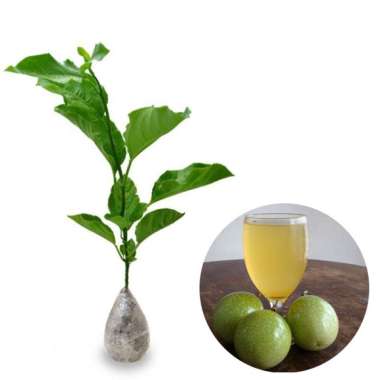 Tanaman Markisa Buah