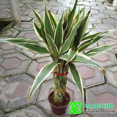 Tanaman Hias Bambu Rejeki Silinder