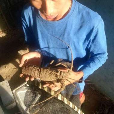Jagal Online Store Lobster Laut 1kg (Isi 4 ekor) Hidup