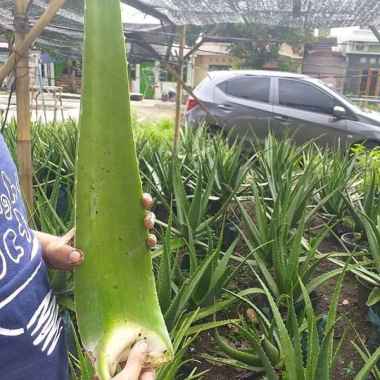 PELEPAH LIDAH BUAYA PONTIANAK ( UKURAN JUMBO )