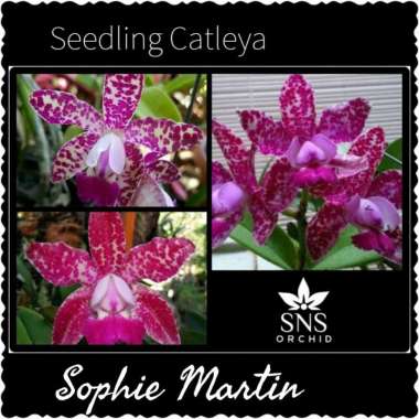 Seedling Cattleya Sophie Martin bibit anggrek catleya spesies