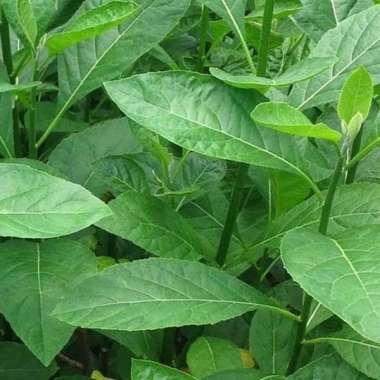 produksi daun klorofil herbal