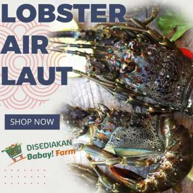 Lobster Air Laut Pasir Cangkang Utuh 500 Gr