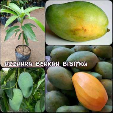 benih bibit tanaman buah mangga gadung unggul