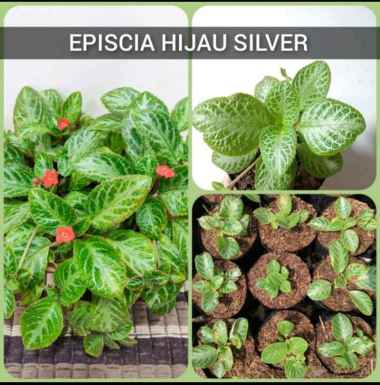 Bunga Episcia Hijau Silver Tanaman Hias Episcia Cupreata