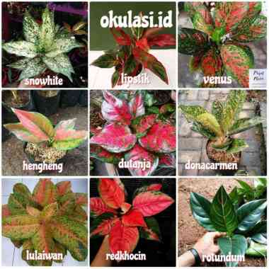 Paket Aglonema 9 jenis sesuai gambar