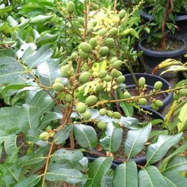 Bibit kelengkeng puangray