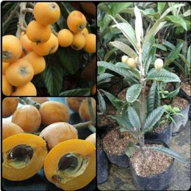 Bibit tanaman buah leci kuning biwa