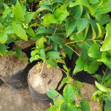 Bibit jambu air cincalo cangkok