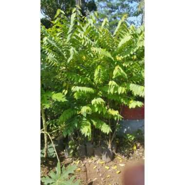 Bibit Cermai Manis Tunas bibit