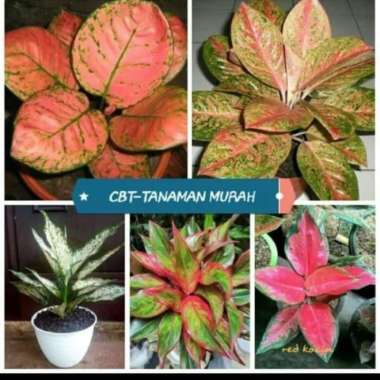 Paket 5 Tanaman Aglonema Valentine/Big Roy/Snow White/Lipstik/Kocin