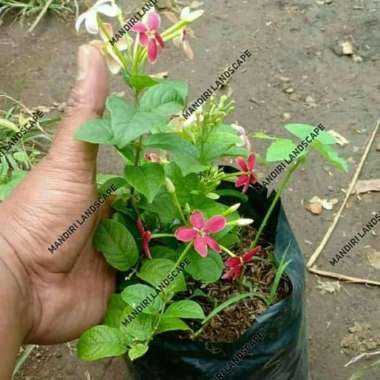 Tanaman Hias Bibit Bunga Melati Belanda