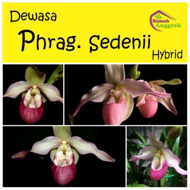 Anggrek Phragmipedium Sedenii kantong semar dewasa papiopedilum paphiopedilum pragmipedium Phragmi p