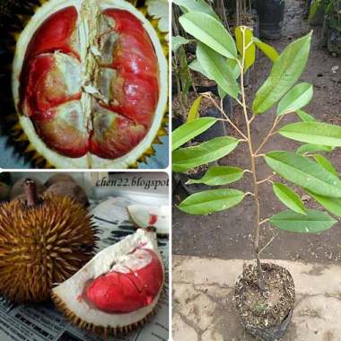 Azzahra berkah bibitku Durian Merah Bibit Tanaman  Seluruh Indonesia