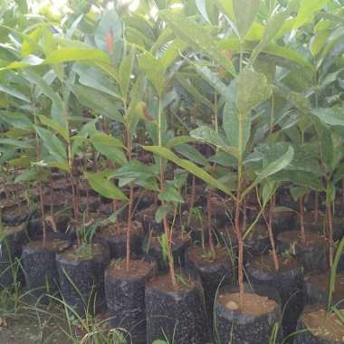 Bibit Tanaman Jambu Air