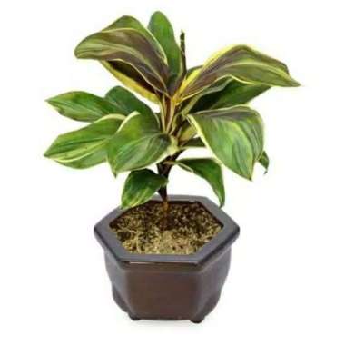 Tanaman hias cordylan varigata/hanjuang varigata Putih