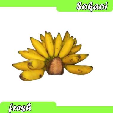 PISANG MAS PISANG BERLIN 1 SISIR