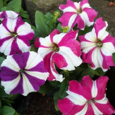 Bunga Gantung Petunia