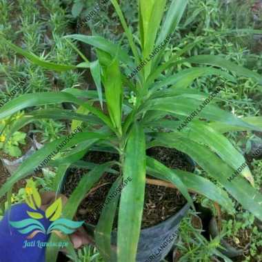 Tanaman Daun Suji Pewarna Alami Makanan --