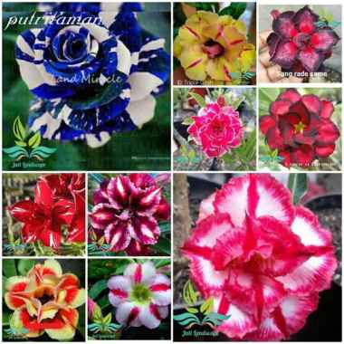 Paket 10 Tanaman Hias Bibit Bunga Kamboja Adenium Bunga Tumpuk --